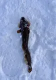 Burbot, photographed in Troms