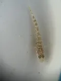 Clown Goby, photographed in Florida