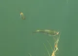 Lahontan Redside, photographed in California