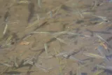 Lahontan Redside, photographed in California