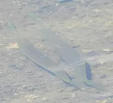 Asian Needlefish, photographed in Telangana