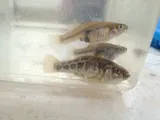 Pecos Pupfish, photographed in New Mexico