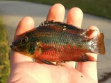 Salvin's Cichlid, photographed in Florida