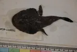 Spottedtail Goosefish