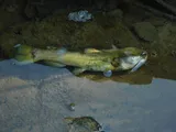 Snail Bullhead, photographed in North Carolina