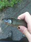 Cutlip Minnow, photographed in Pennsylvania