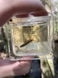 Metallic Shiner, photographed in Florida