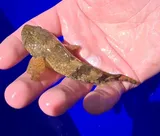Torrent Sculpin, photographed in British Columbia