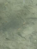 Porthole Livebearer, photographed in Nuevo León
