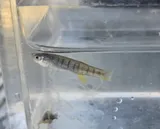 Gulf Killifish, photographed in Louisiana