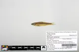 Wedgespot Shiner, photographed in Missouri