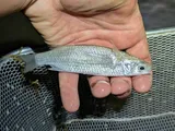Kanda Mullet, photographed in Hawaii
