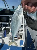 Leatherjack, photographed in Florida