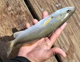 Sand Seatrout, photographed in Texas