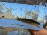 Marsh Killifish, photographed in South Carolina