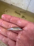 Suckermouth Minnow, photographed in Ohio