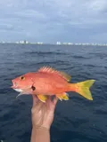 Blackfin Snapper, photographed in Florida