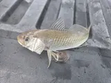 Atlantic Croaker, photographed in Louisiana