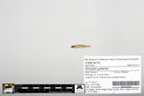 Wedgespot Shiner, photographed in Missouri