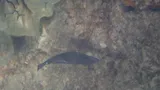 Brown Leatherjacket, photographed in Hawaii