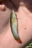 Plains Topminnow, photographed in Colorado