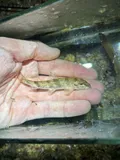 Alabama Hog Sucker, photographed in Alabama