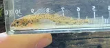 Glassy Darter, photographed in Maryland