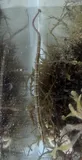 Chain Pipefish, photographed in Florida
