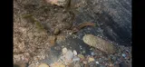 Citico Darter, photographed in Tennessee