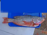 Colorado Snapper, photographed in Sinaloa