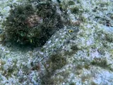 Bandtail Puffer, photographed in West Bay