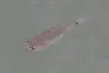 River Cardinalfish, photographed in East