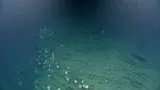 Pacific Flatnose