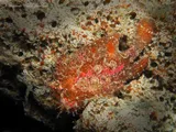 Freckled Angler, photographed in Sulawesi Utara