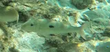 Samoan Goatfish, photographed in Palawan