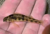 Snubnose Darter, photographed in Virginia