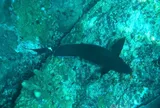 Ringtail Surgeonfish, photographed in Phangnga