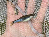 Metallic Shiner, photographed in Florida