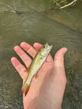 Redeye Bass, photographed in Georgia