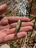 Yaqui Chub, photographed in Arizona