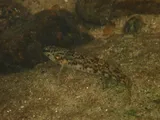 Turquoise Darter, photographed in North Carolina