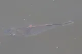 Blackchin Tilapia, photographed in Florida