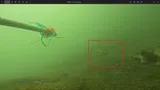 Atlantic Tomcod, photographed in Massachusetts