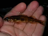 Shield Darter, photographed in New Jersey