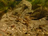 Tahoe Sucker, photographed in California