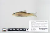 Greater Redhorse, photographed in Minnesota