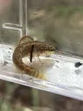 Pinewoods Darter, photographed in North Carolina