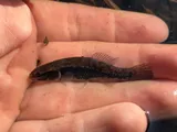 Eastern Mudminnow, photographed in Maryland