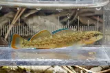 Orangebelly Darter, photographed in Arkansas