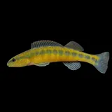 Tangerine Darter, photographed in Virginia